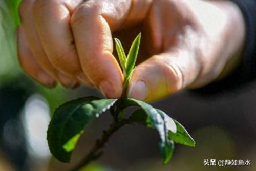 如鱼水是什么茶(清泉属于什么茶)插图15