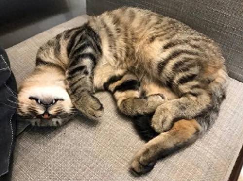 全国排名前十的猫咪(颜值最高猫咪排行榜)插图6