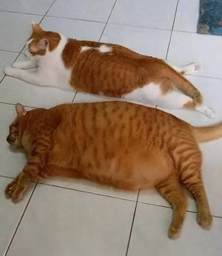 全国排名前十的猫咪(颜值最高猫咪排行榜)插图4