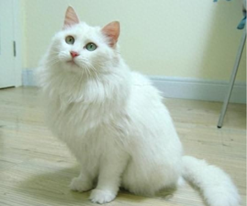 全国排名前十的猫咪(颜值最高猫咪排行榜)