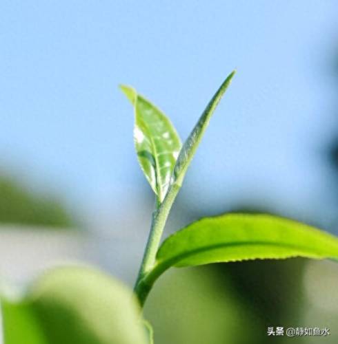 如鱼水是什么茶(清泉属于什么茶)插图9