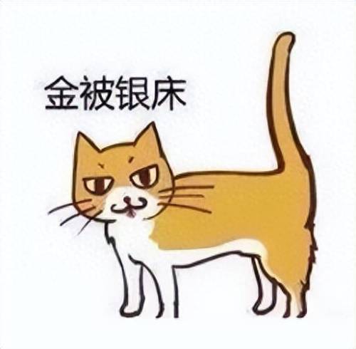 全国排名前十的猫咪(颜值最高猫咪排行榜)插图3