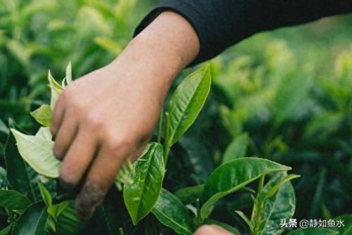 如鱼水是什么茶(清泉属于什么茶)插图11