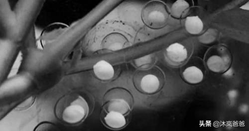 西梁女国剧情(西凉结局怎么了)插图4