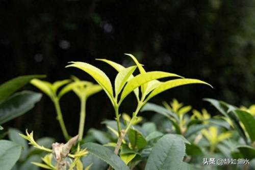 如鱼水是什么茶(清泉属于什么茶)插图14