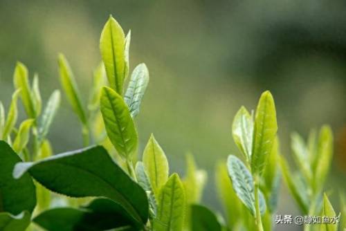 如鱼水是什么茶(清泉属于什么茶)插图4