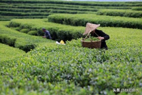如鱼水是什么茶(清泉属于什么茶)插图8