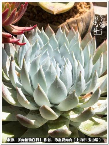 植物大战僵尸2激活码2022(植物大战僵尸2激活码领取)插图62