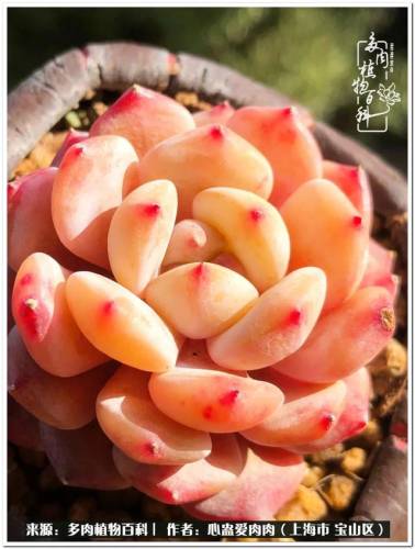植物大战僵尸2激活码2022(植物大战僵尸2激活码领取)插图8