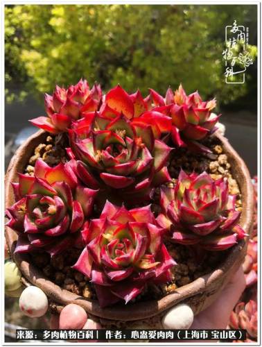植物大战僵尸2激活码2022(植物大战僵尸2激活码领取)插图22
