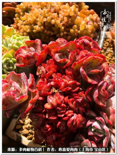 植物大战僵尸2激活码2022(植物大战僵尸2激活码领取)插图43