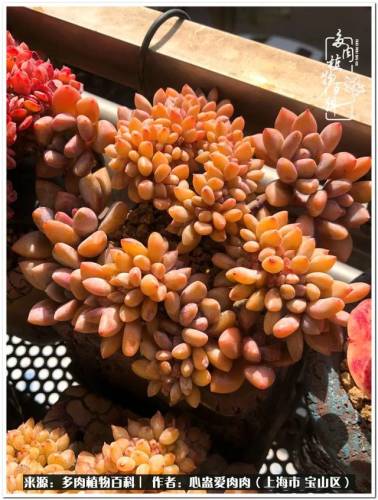 植物大战僵尸2激活码2022(植物大战僵尸2激活码领取)插图44