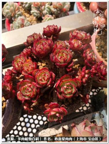 植物大战僵尸2激活码2022(植物大战僵尸2激活码领取)插图11