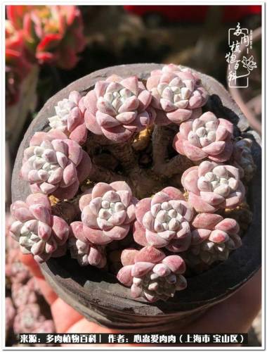 植物大战僵尸2激活码2022(植物大战僵尸2激活码领取)插图65