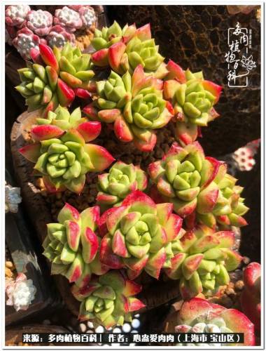 植物大战僵尸2激活码2022(植物大战僵尸2激活码领取)插图59