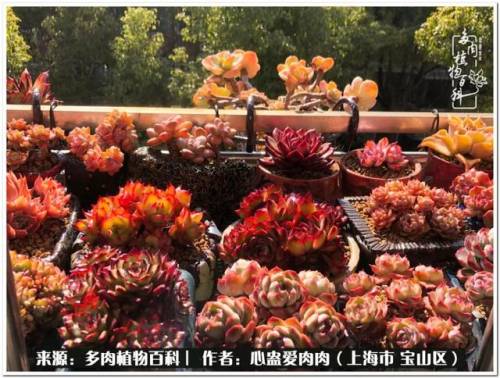植物大战僵尸2激活码2022(植物大战僵尸2激活码领取)插图28