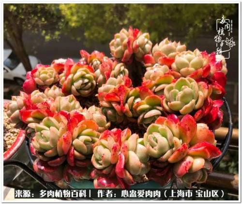 植物大战僵尸2激活码2022(植物大战僵尸2激活码领取)插图23