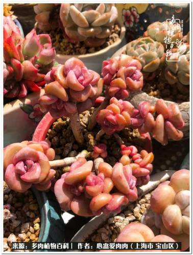 植物大战僵尸2激活码2022(植物大战僵尸2激活码领取)插图7