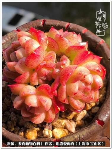 植物大战僵尸2激活码2022(植物大战僵尸2激活码领取)插图17