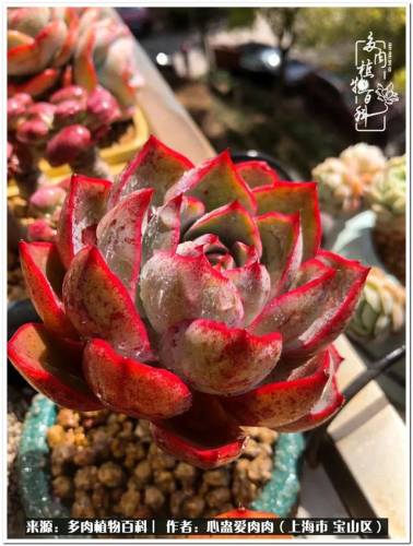 植物大战僵尸2激活码2022(植物大战僵尸2激活码领取)插图6