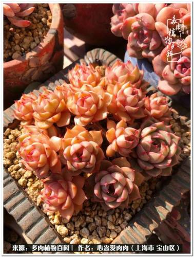 植物大战僵尸2激活码2022(植物大战僵尸2激活码领取)插图37