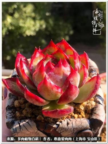 植物大战僵尸2激活码2022(植物大战僵尸2激活码领取)插图12