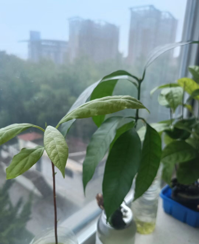 奥比岛梦幻国度第二宫怎么开笼子(4399奥比岛电脑版第二宫)插图6