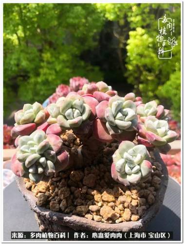 植物大战僵尸2激活码2022(植物大战僵尸2激活码领取)插图57