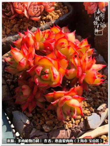 植物大战僵尸2激活码2022(植物大战僵尸2激活码领取)插图36