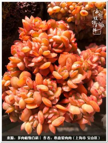 植物大战僵尸2激活码2022(植物大战僵尸2激活码领取)插图45