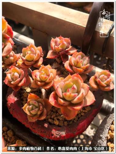 植物大战僵尸2激活码2022(植物大战僵尸2激活码领取)插图34