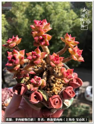 植物大战僵尸2激活码2022(植物大战僵尸2激活码领取)插图14