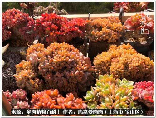 植物大战僵尸2激活码2022(植物大战僵尸2激活码领取)插图26