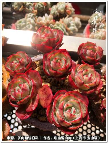 植物大战僵尸2激活码2022(植物大战僵尸2激活码领取)插图9