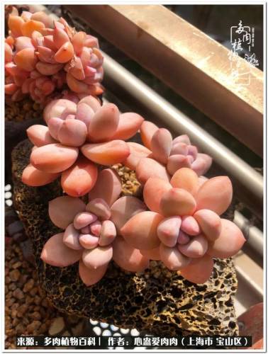 植物大战僵尸2激活码2022(植物大战僵尸2激活码领取)插图33