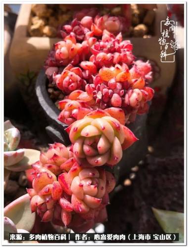 植物大战僵尸2激活码2022(植物大战僵尸2激活码领取)插图41