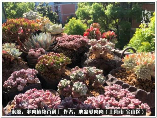 植物大战僵尸2激活码2022(植物大战僵尸2激活码领取)插图53