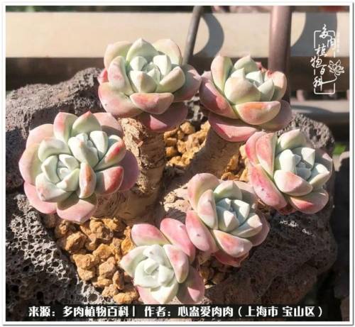 植物大战僵尸2激活码2022(植物大战僵尸2激活码领取)插图56
