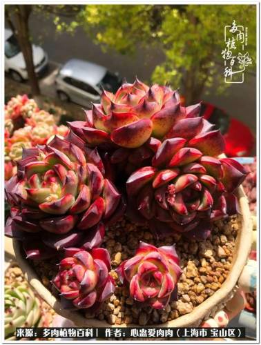 植物大战僵尸2激活码2022(植物大战僵尸2激活码领取)插图21