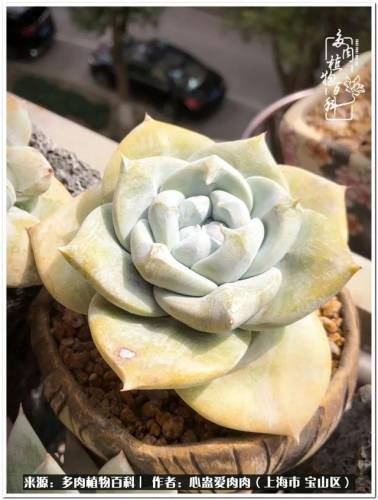 植物大战僵尸2激活码2022(植物大战僵尸2激活码领取)插图61