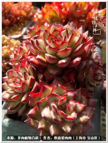 植物大战僵尸2激活码2022(植物大战僵尸2激活码领取)插图39
