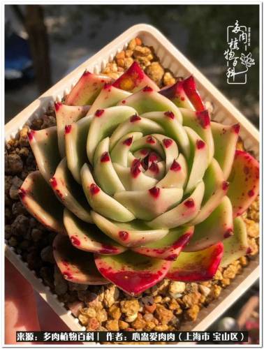 植物大战僵尸2激活码2022(植物大战僵尸2激活码领取)插图10