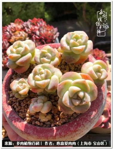 植物大战僵尸2激活码2022(植物大战僵尸2激活码领取)插图20