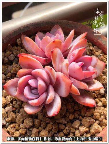 植物大战僵尸2激活码2022(植物大战僵尸2激活码领取)插图32