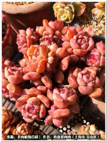 植物大战僵尸2激活码2022(植物大战僵尸2激活码领取)插图35