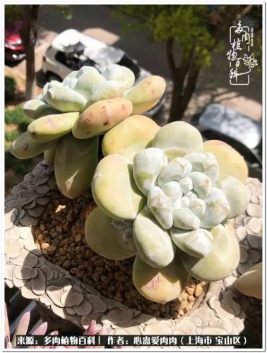 植物大战僵尸2激活码2022(植物大战僵尸2激活码领取)插图60