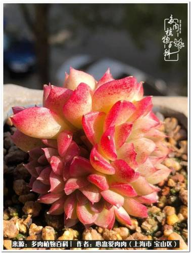 植物大战僵尸2激活码2022(植物大战僵尸2激活码领取)插图16