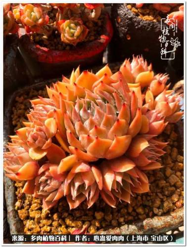 植物大战僵尸2激活码2022(植物大战僵尸2激活码领取)插图38