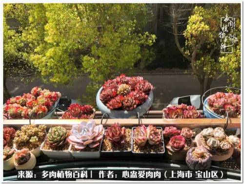 植物大战僵尸2激活码2022(植物大战僵尸2激活码领取)插图3