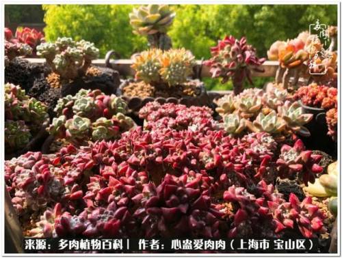 植物大战僵尸2激活码2022(植物大战僵尸2激活码领取)插图51